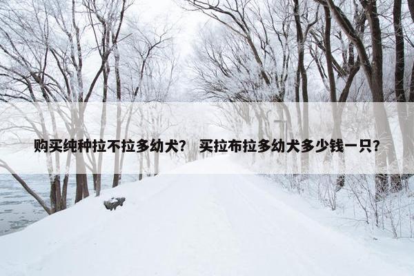 购买纯种拉不拉多幼犬？ 买拉布拉多幼犬多少钱一只？