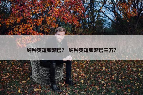 纯种英短银渐层？ 纯种英短银渐层三万？