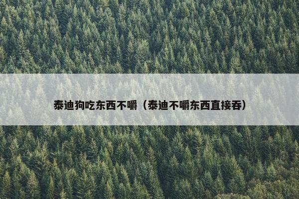 泰迪狗吃东西不嚼（泰迪不嚼东西直接吞）