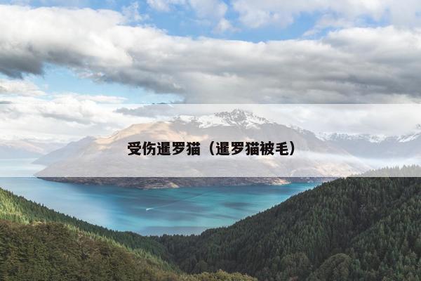 受伤暹罗猫（暹罗猫被毛）