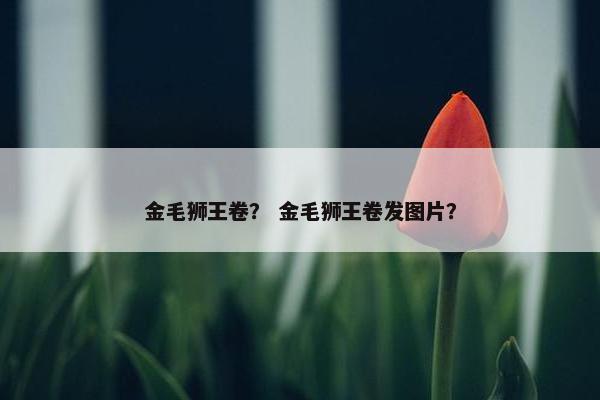 金毛狮王卷？ 金毛狮王卷发图片？