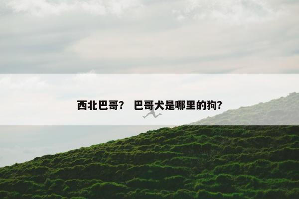 西北巴哥？ 巴哥犬是哪里的狗？
