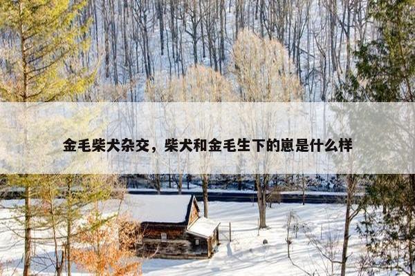 金毛柴犬杂交，柴犬和金毛生下的崽是什么样