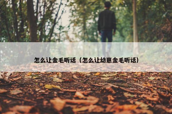 怎么让金毛听话（怎么让幼崽金毛听话）