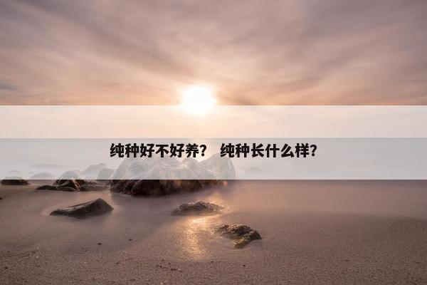 纯种好不好养？ 纯种长什么样？