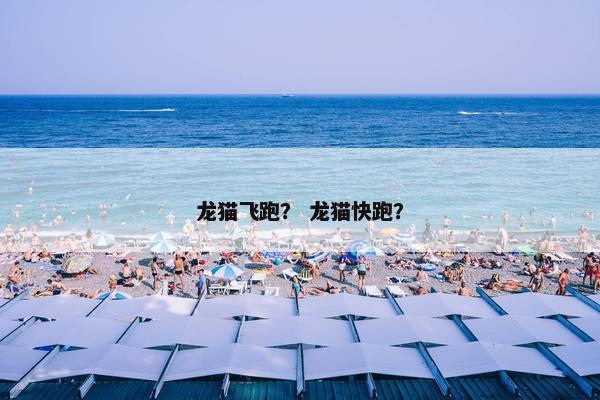 龙猫飞跑？ 龙猫快跑？