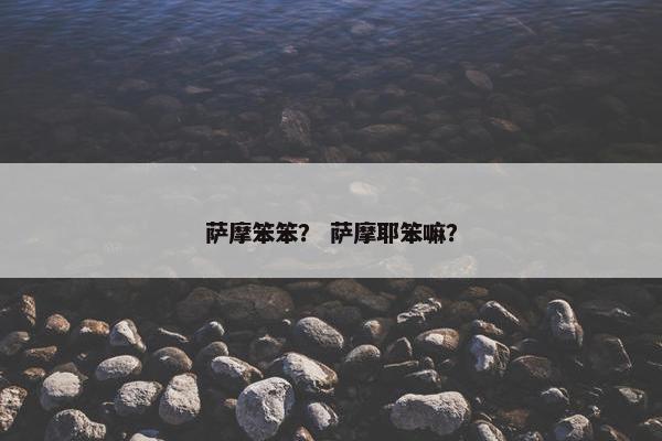 萨摩笨笨？ 萨摩耶笨嘛？