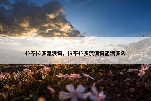 拉不拉多流浪狗，拉不拉多流浪狗能活多久