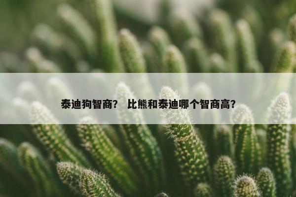泰迪狗智商？ 比熊和泰迪哪个智商高？