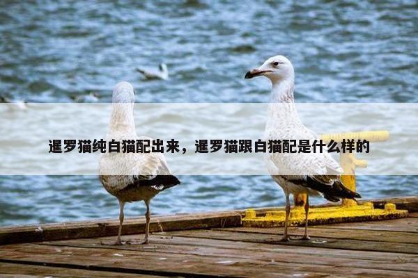 暹罗猫纯白猫配出来，暹罗猫跟白猫配是什么样的