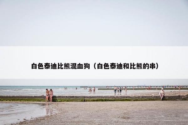白色泰迪比熊混血狗（白色泰迪和比熊的串）