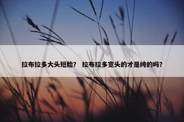 拉布拉多大头短脸？ 拉布拉多宽头的才是纯的吗？