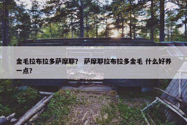 金毛拉布拉多萨摩耶？ 萨摩耶拉布拉多金毛 什么好养一点？