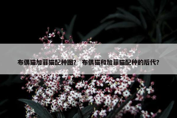 布偶猫加菲猫配种图？ 布偶猫和加菲猫配种的后代？