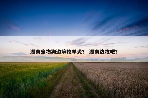 湖南宠物狗边境牧羊犬？ 湖南边牧吧？