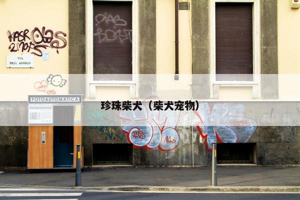 珍珠柴犬（柴犬宠物）