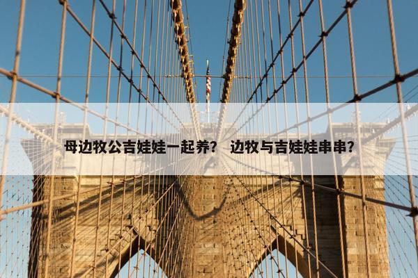 母边牧公吉娃娃一起养？ 边牧与吉娃娃串串？