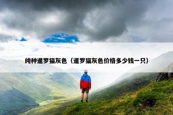 纯种暹罗猫灰色（暹罗猫灰色价格多少钱一只）