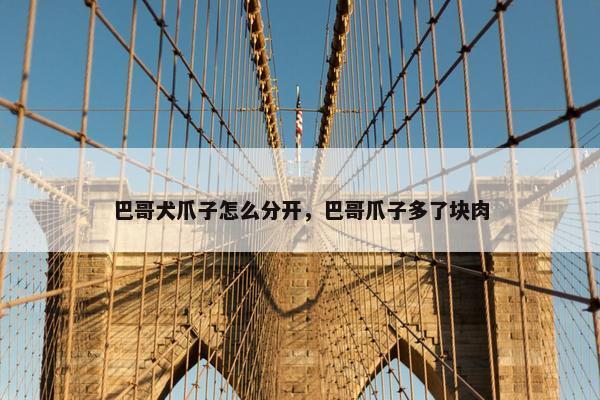 巴哥犬爪子怎么分开，巴哥爪子多了块肉