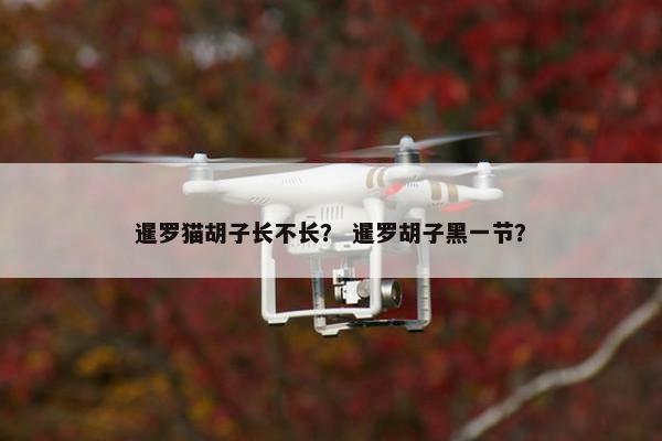 暹罗猫胡子长不长？ 暹罗胡子黑一节？