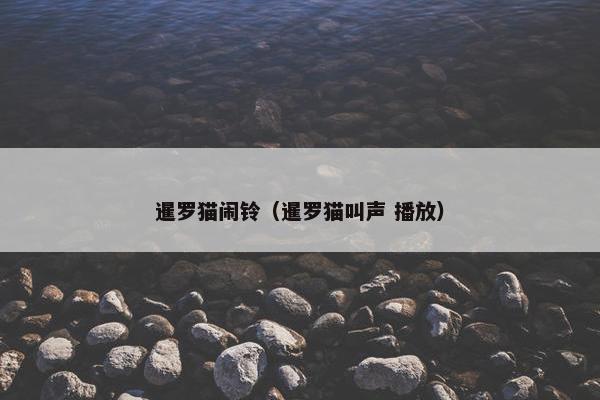 暹罗猫闹铃（暹罗猫叫声 播放）