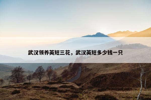 武汉领养英短三花，武汉英短多少钱一只