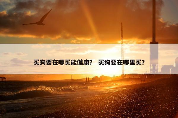 买狗要在哪买能健康？ 买狗要在哪里买？