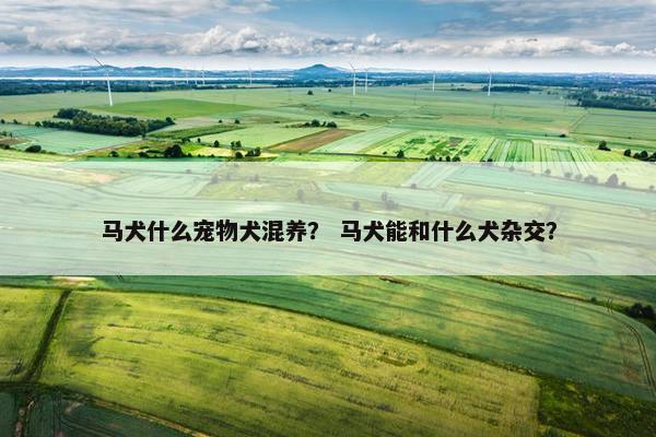 马犬什么宠物犬混养？ 马犬能和什么犬杂交？