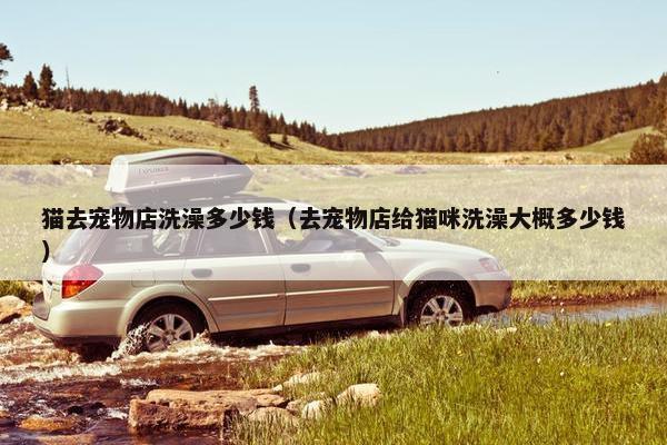 猫去宠物店洗澡多少钱（去宠物店给猫咪洗澡大概多少钱）
