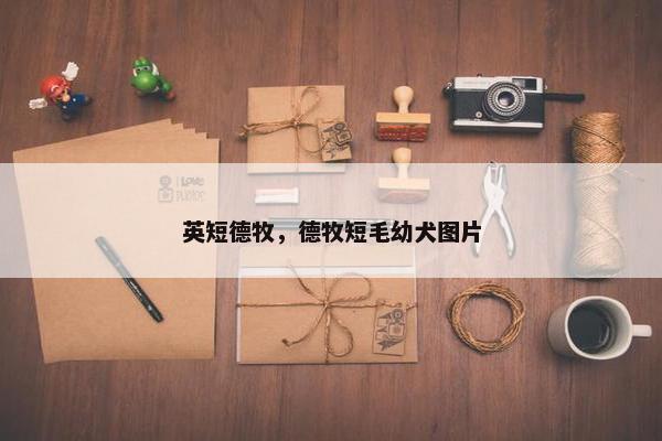 英短德牧，德牧短毛幼犬图片