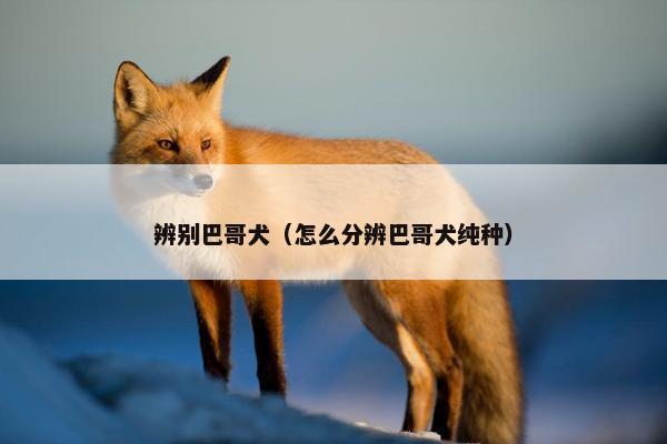 辨别巴哥犬（怎么分辨巴哥犬纯种）