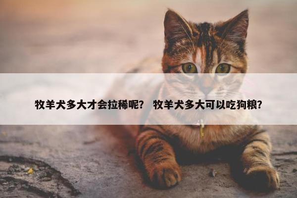 牧羊犬多大才会拉稀呢？ 牧羊犬多大可以吃狗粮？