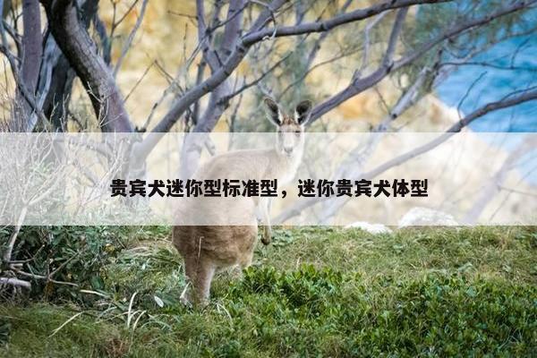 贵宾犬迷你型标准型，迷你贵宾犬体型