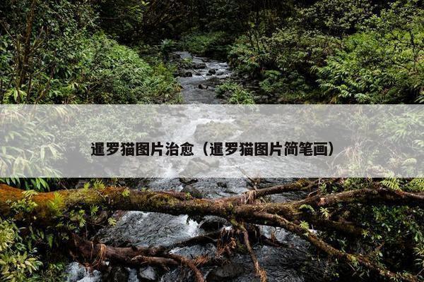 暹罗猫图片治愈（暹罗猫图片简笔画）