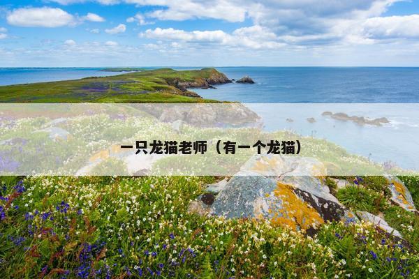 一只龙猫老师（有一个龙猫）