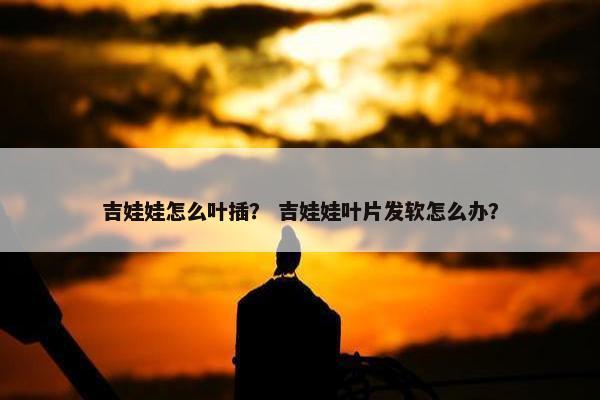 吉娃娃怎么叶插？ 吉娃娃叶片发软怎么办？