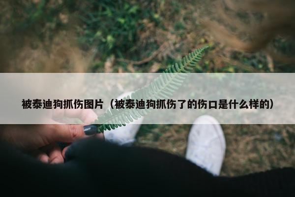 被泰迪狗抓伤图片（被泰迪狗抓伤了的伤口是什么样的）