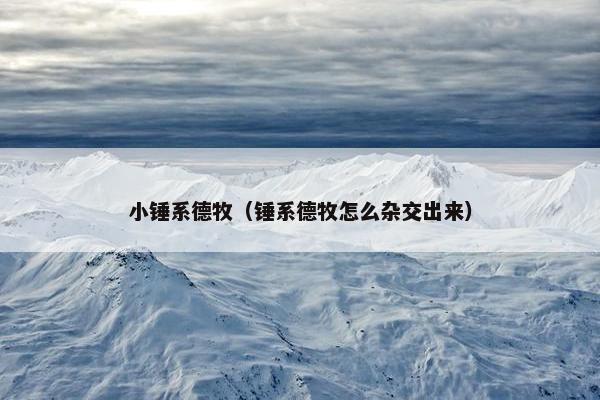 小锤系德牧（锤系德牧怎么杂交出来）