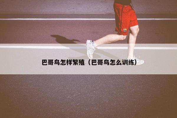 巴哥鸟怎样繁殖（巴哥鸟怎么训练）