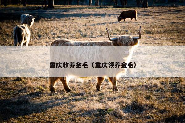 重庆收养金毛（重庆领养金毛）