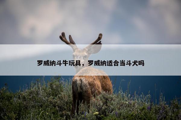 罗威纳斗牛玩具，罗威纳适合当斗犬吗