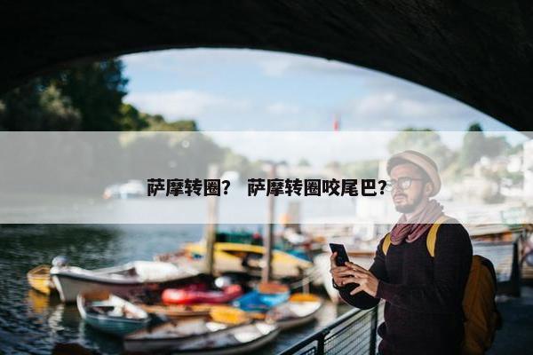 萨摩转圈？ 萨摩转圈咬尾巴？