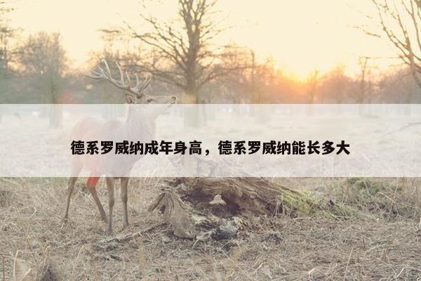德系罗威纳成年身高，德系罗威纳能长多大