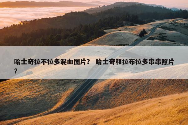 哈士奇拉不拉多混血图片？ 哈士奇和拉布拉多串串照片？