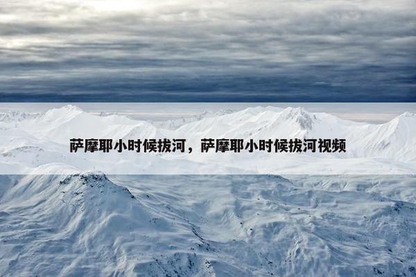 萨摩耶小时候拔河，萨摩耶小时候拔河视频