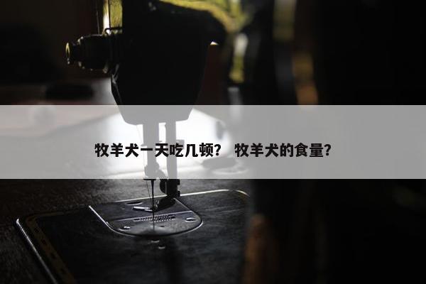 牧羊犬一天吃几顿？ 牧羊犬的食量？