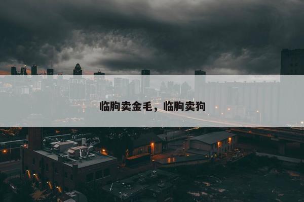 临朐卖金毛，临朐卖狗