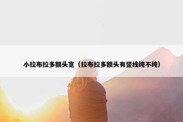 小拉布拉多额头宽（拉布拉多额头有竖线纯不纯）