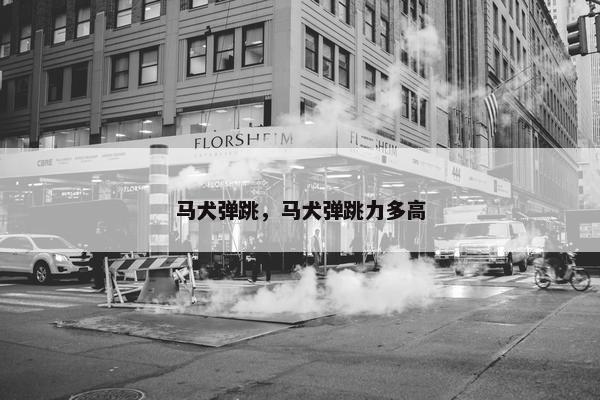 马犬弹跳，马犬弹跳力多高