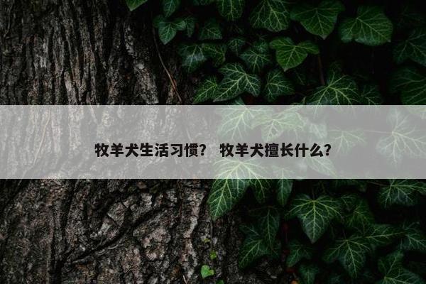 牧羊犬生活习惯？ 牧羊犬擅长什么？